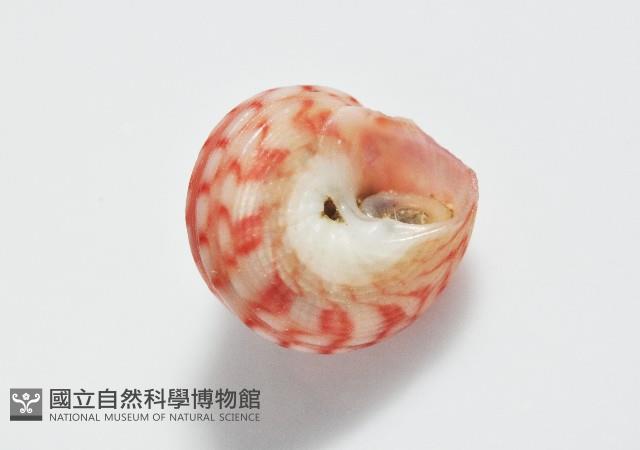 微風蠑螺藏品圖，第8張