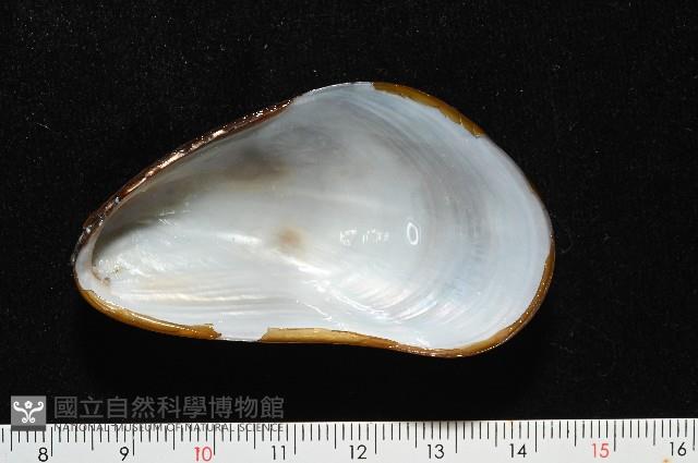 平端深海殼菜蛤藏品圖，第8張