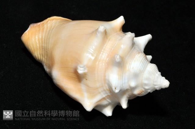 金拳鳳凰螺藏品圖，第8張