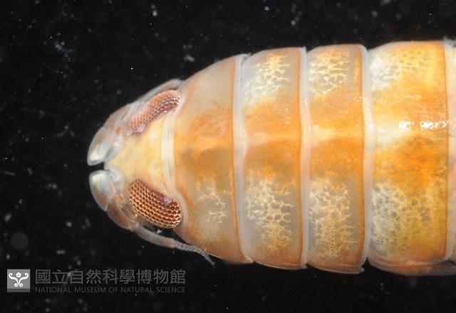 道氏紡錘水虱藏品圖，第8張