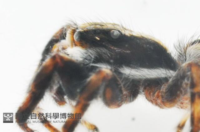 雙帶扁蠅虎藏品圖，第8張