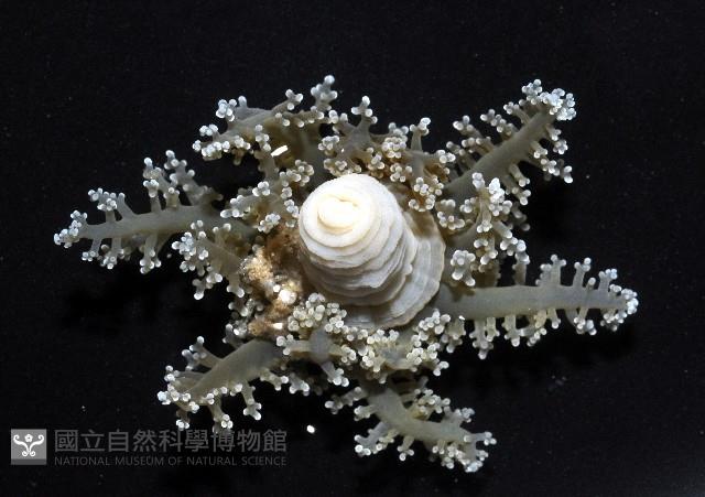 火焰海葵藏品圖，第8張