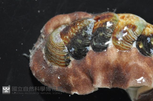 索氏眼鏡石鱉藏品圖，第8張
