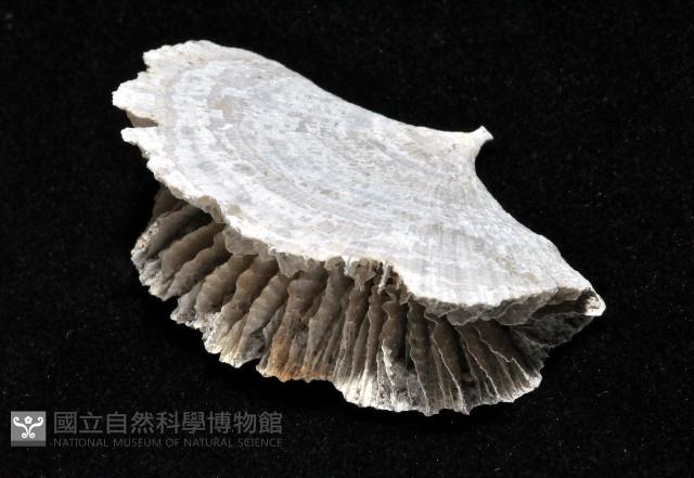 雀尾扇形珊瑚藏品圖，第8張