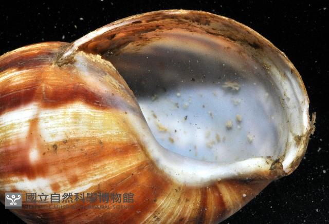 白玉蝸牛藏品圖，第8張