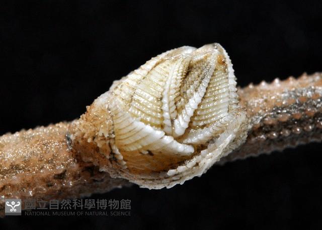 信天翁紐曼花籠藏品圖，第8張