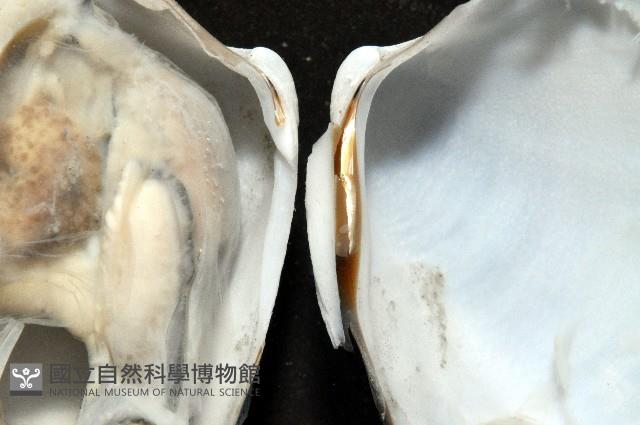 索足蛤藏品圖，第8張