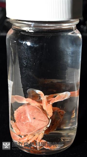 短刺伊蟹藏品圖，第8張