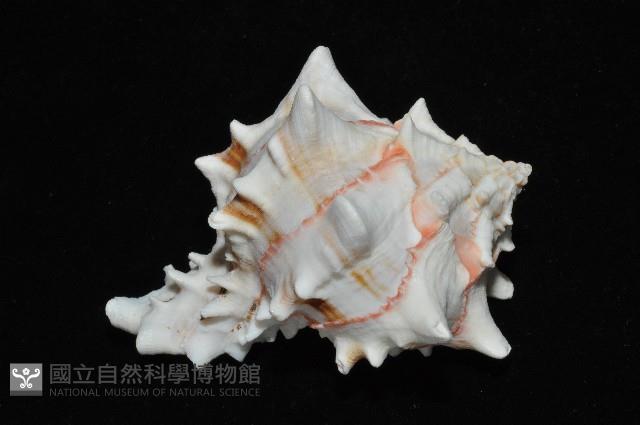 紅甘藍骨螺藏品圖，第8張
