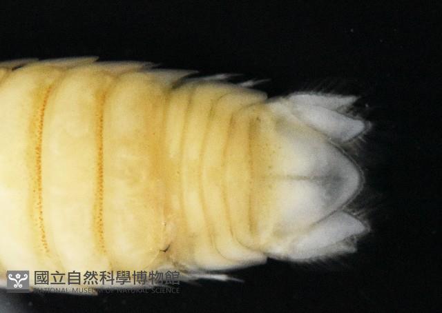 道氏紡錘水虱藏品圖，第8張