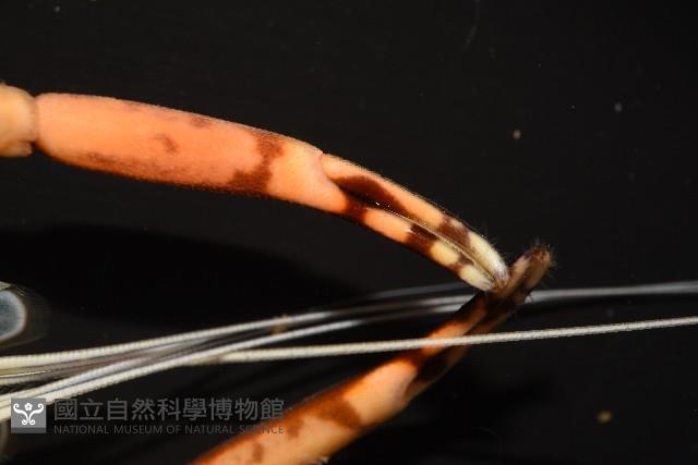 貪食沼蝦藏品圖，第8張