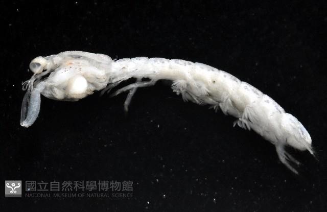 托瑪西尼幼嫩蝦蛄藏品圖，第8張