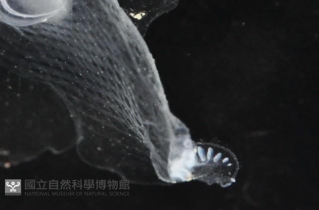 冕螺藏品圖，第8張