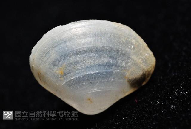 登錄號:006900-00010藏品圖，第8張
