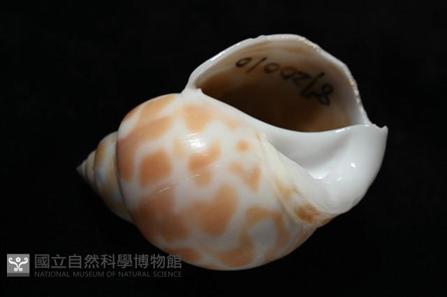 妃珍鳳螺藏品圖，第8張