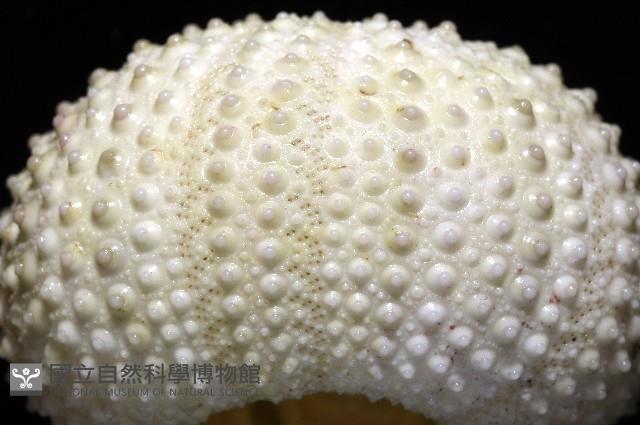梅氏長海膽藏品圖，第8張