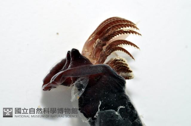 外藤壺藏品圖，第8張