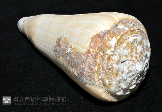 長距芋螺藏品圖，第8張