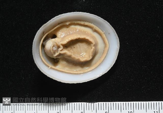 尖頂梳齒笠螺藏品圖，第8張