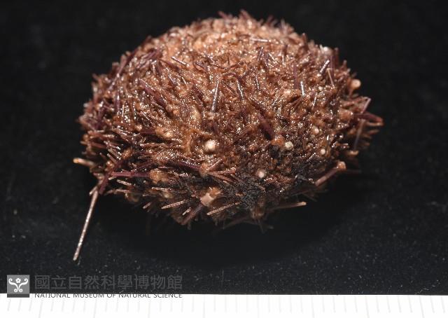 魯氏硬海膽藏品圖，第8張