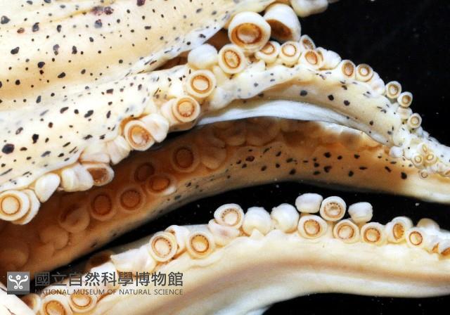 萊氏擬烏賊藏品圖，第8張