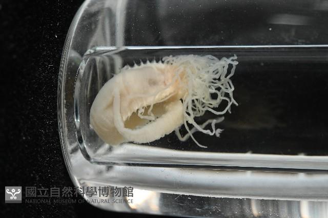 未知種蟄龍介蟲藏品圖，第8張