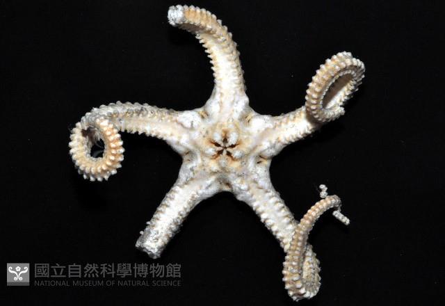 鞭枝蛇尾藏品圖，第8張