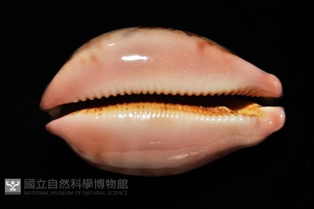 泛紅地圖寶螺藏品圖，第8張