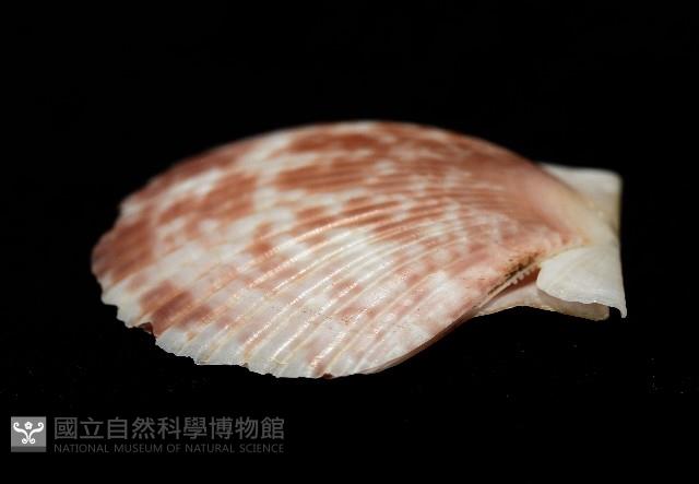 箱形海扇蛤藏品圖，第8張