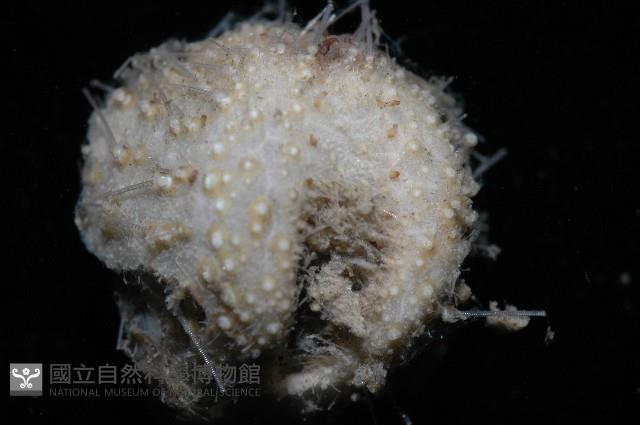 小葫蘆海膽藏品圖，第8張
