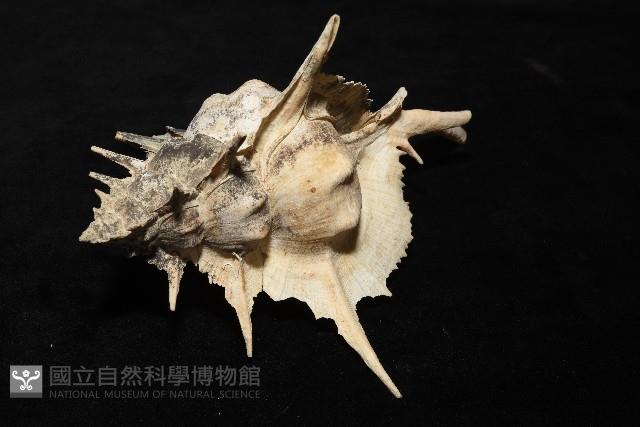 岩石芭蕉螺藏品圖，第8張