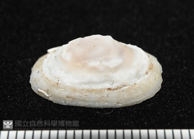 登錄號:004961-00120藏品圖，第8張