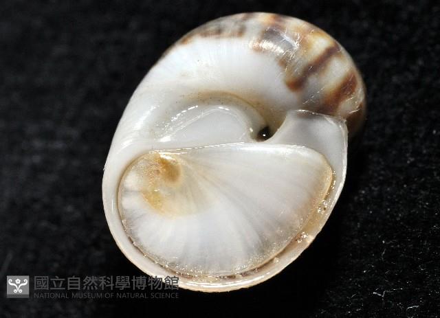 小灰玉螺藏品圖，第8張