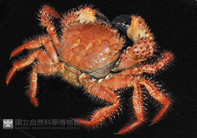 武裝深海蟹藏品圖，第8張