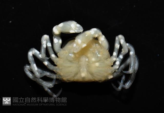 中華蚶豆蟹藏品圖，第8張