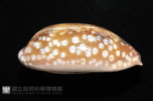 鹿斑寶螺藏品圖，第8張