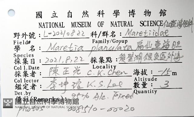 扁仙壺海膽藏品圖，第8張