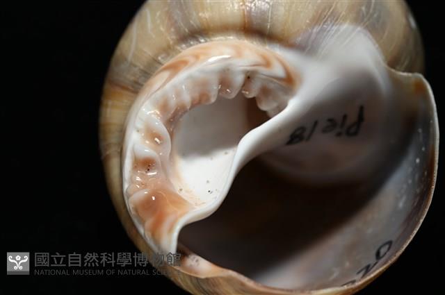 皮氏鳳螺藏品圖，第8張