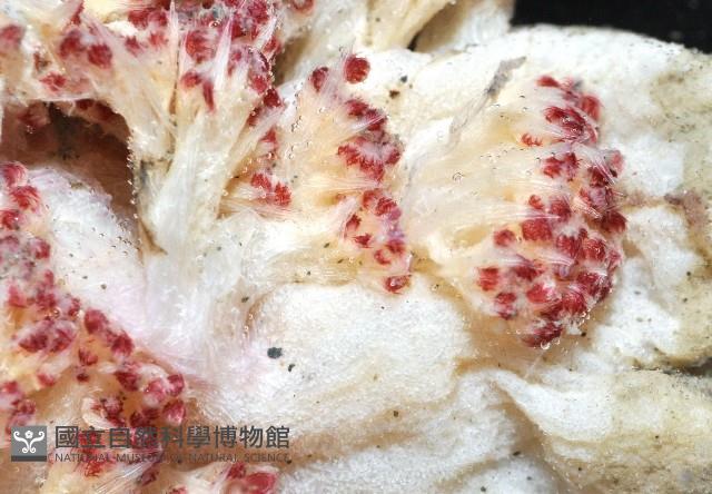 未知種棘穗軟珊瑚藏品圖，第8張