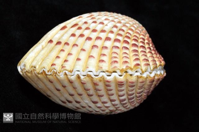 草莓鳥尾蛤藏品圖，第8張