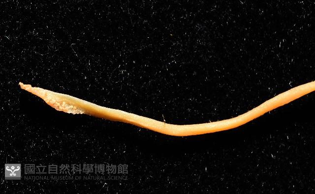 越南烏賊藏品圖，第8張