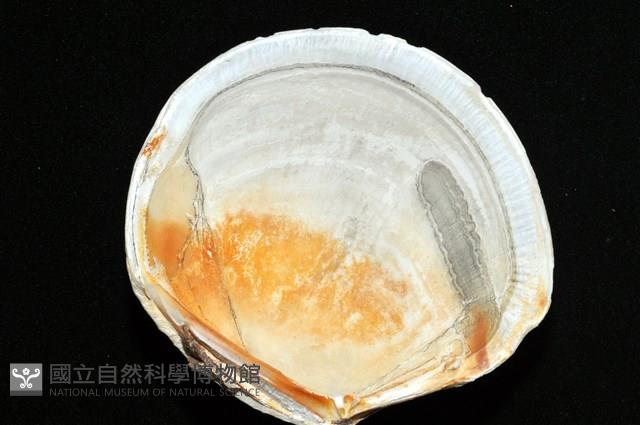 環紋扁滿月蛤藏品圖，第8張