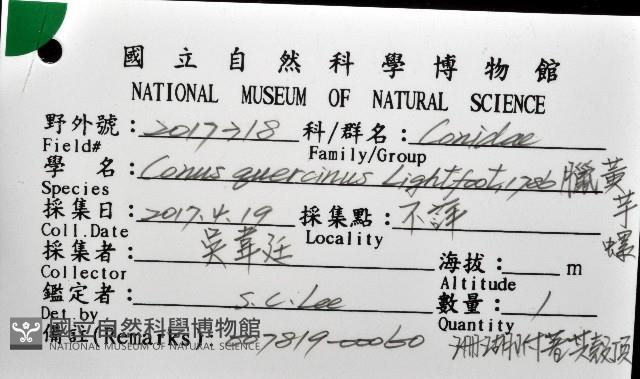 蠟黃芋螺藏品圖，第8張