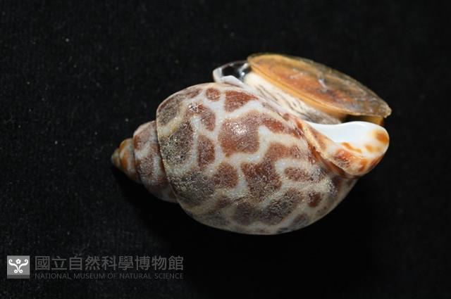 深溝鳳螺藏品圖，第8張
