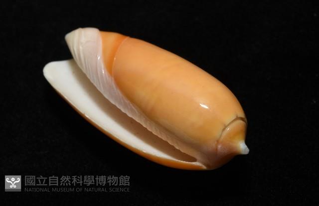 登錄號:007819-00130藏品圖，第8張