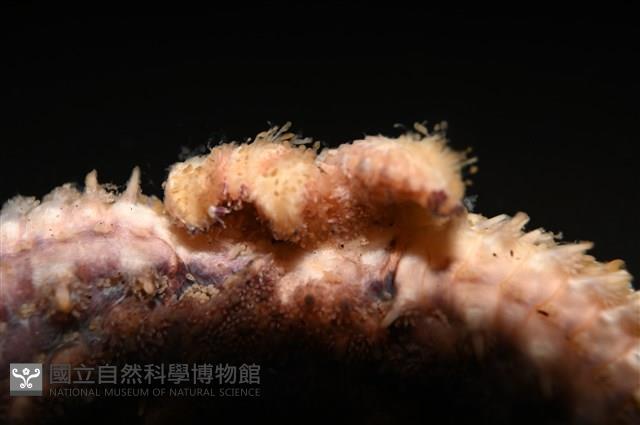 尖棘篩海盤車藏品圖，第8張