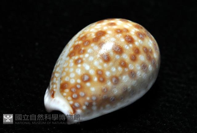 紫緣寶螺藏品圖，第8張