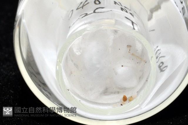 臺灣奈斯蛛藏品圖，第8張