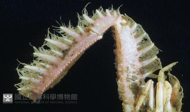 短臂側棘蟹藏品圖，第8張