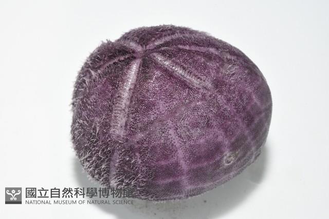 中華釜海膽藏品圖，第8張